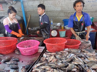 Pak Nam fish market Thailand