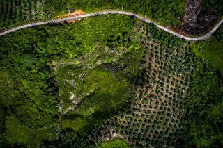 palm oil land grab indonesia 