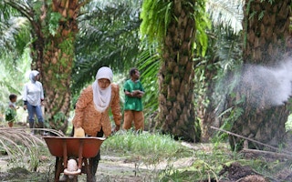 palm oil papua indonesia