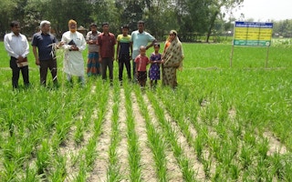 Boro rice direct dry planting