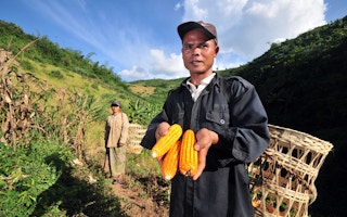 A man shows his maize crop in Laos