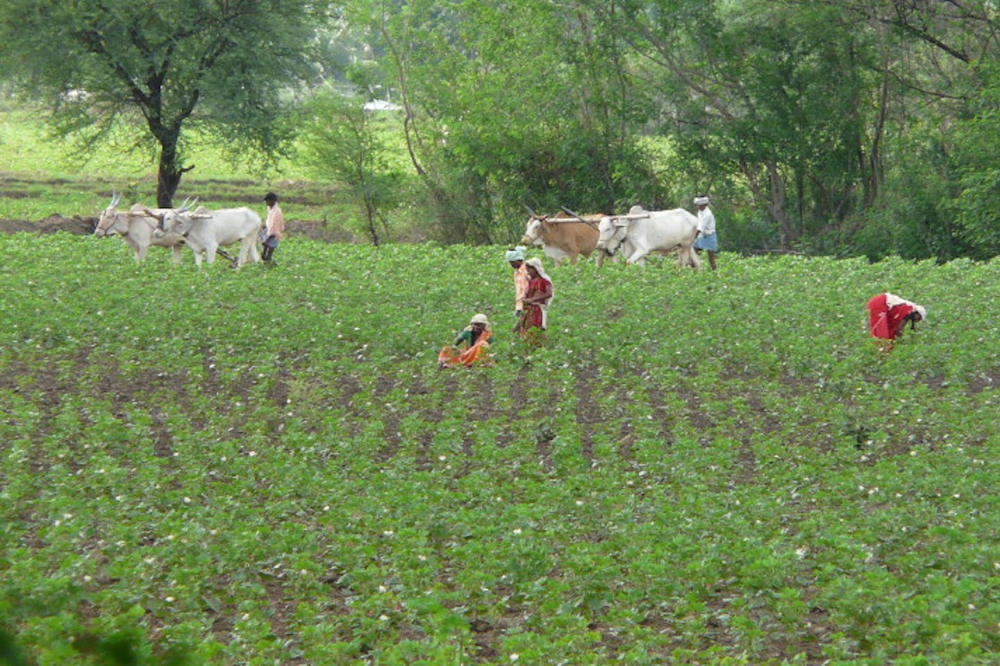 cotton field india