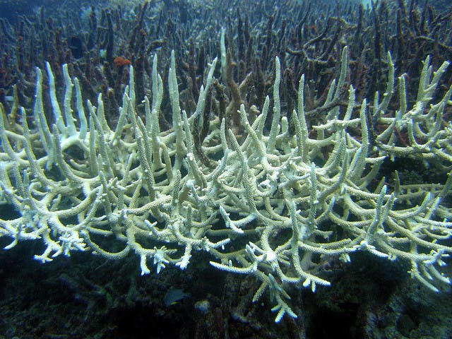 bleached staghorn corals