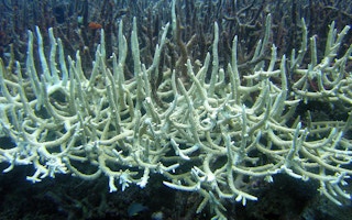 bleached staghorn corals