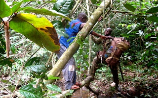 Congo basin rainforest