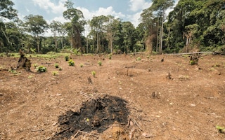 deforestation congo