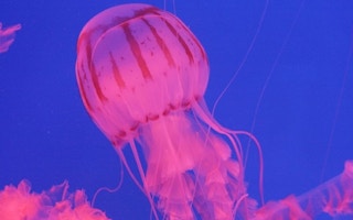 purple striped jellyfish 
