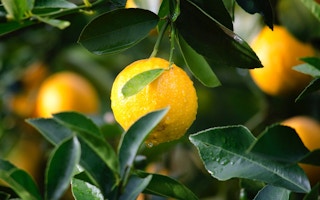 citrus fruits 