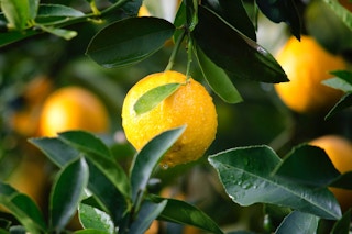 citrus fruits 