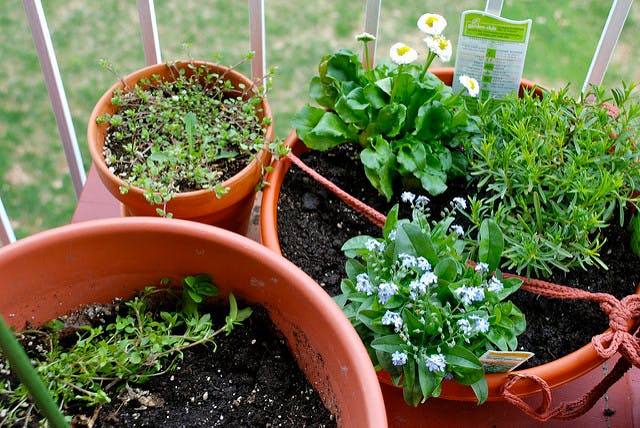 herbs in pots