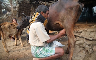 A farmer milks his cow
