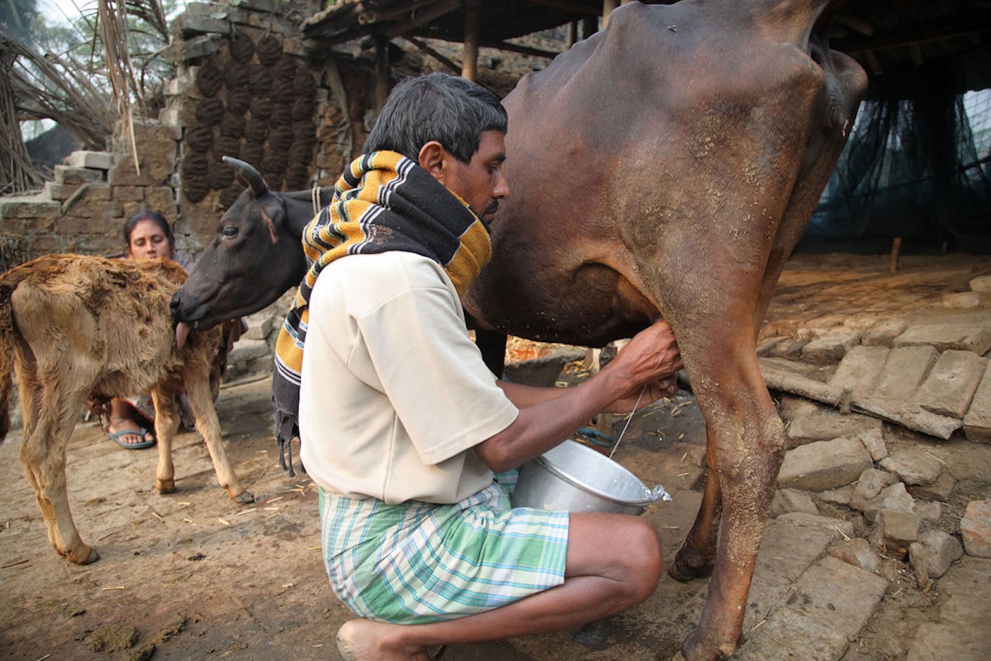 A farmer milks his cow