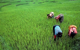 rice farmers in nepal