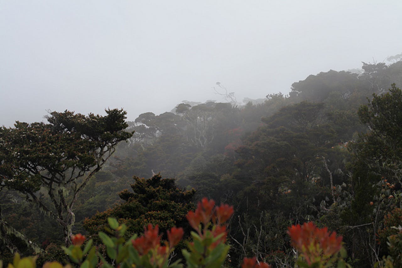 Leuser mists