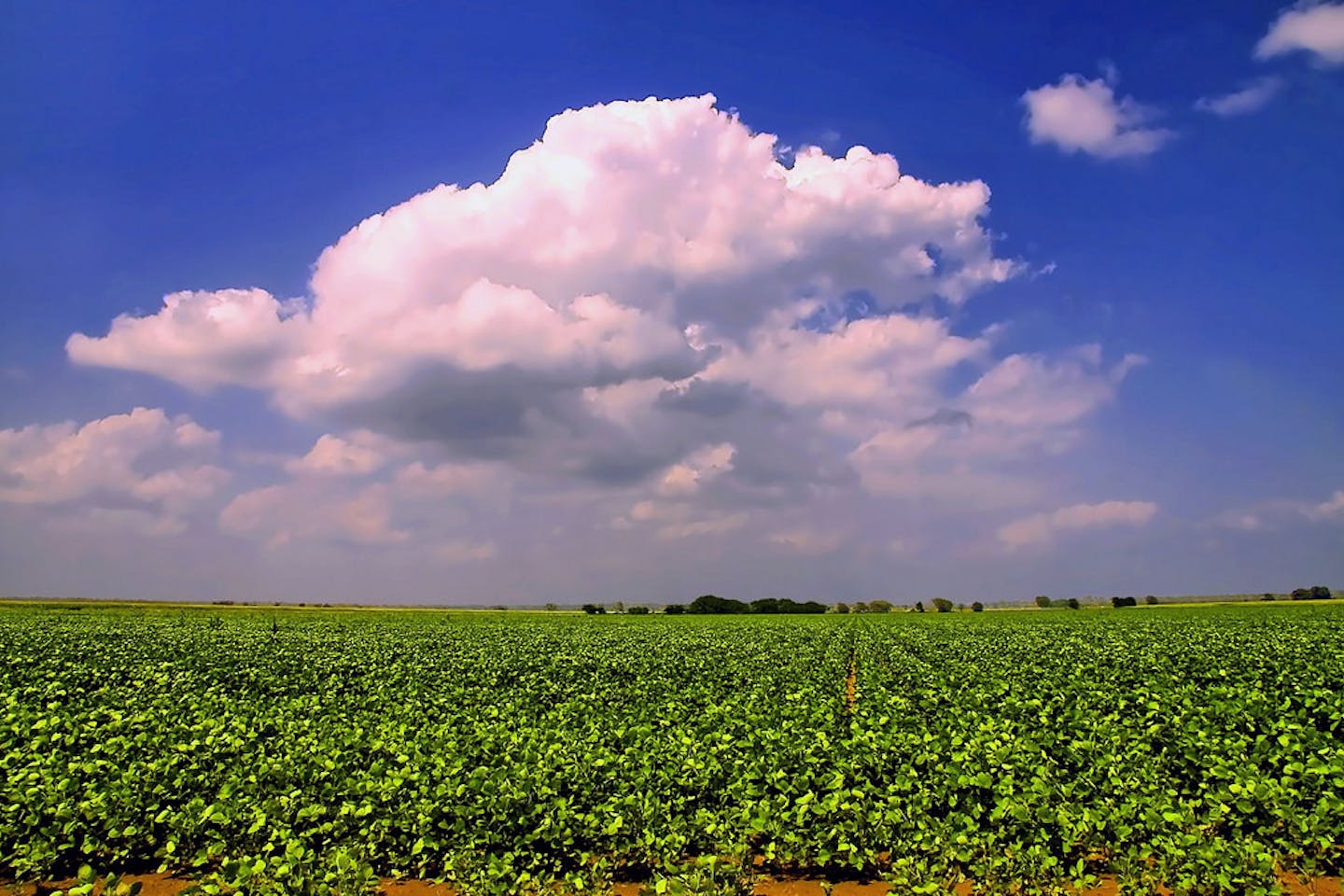 soy bean farm