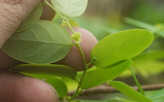 Breynia retusa plant