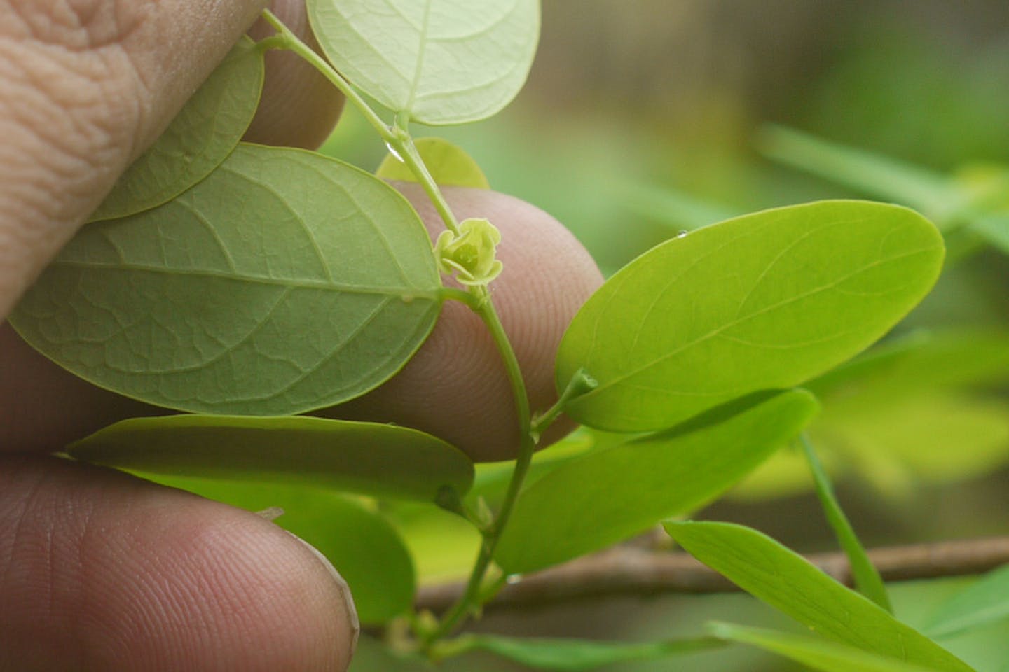 Breynia retusa plant