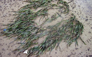 tape seagrass