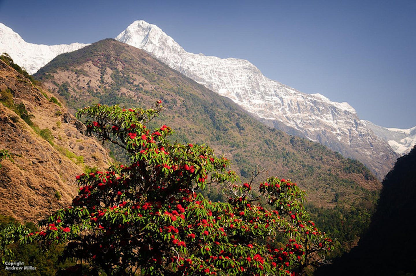 Himalayan bloom brings spring forward | News | Eco-Business | Asia Pacific