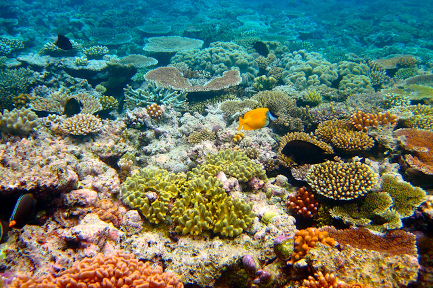 coral6