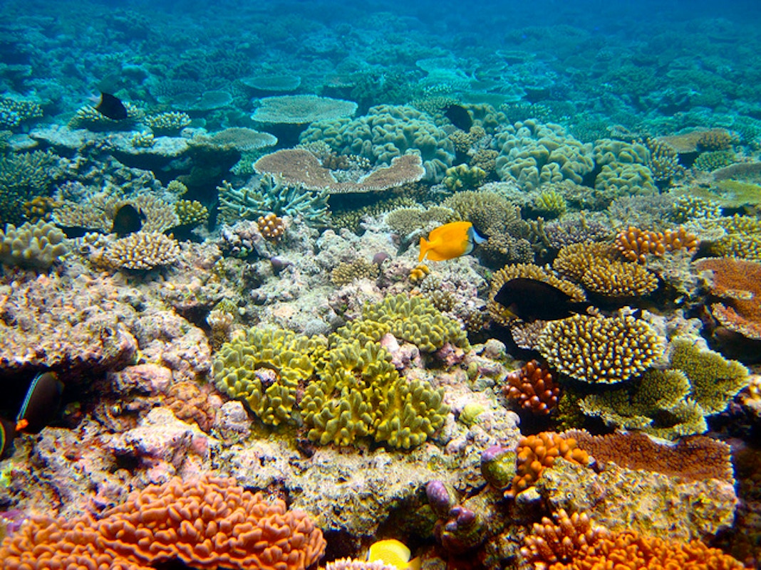 Острова большого рифа. Коралловый Барьерный риф в Австралии. Большой Барьерный риф (ББР), Австралия. Большой Барьерный риф (the great Barrier Reef). Кораллы большого барьерного рифа Австралия.