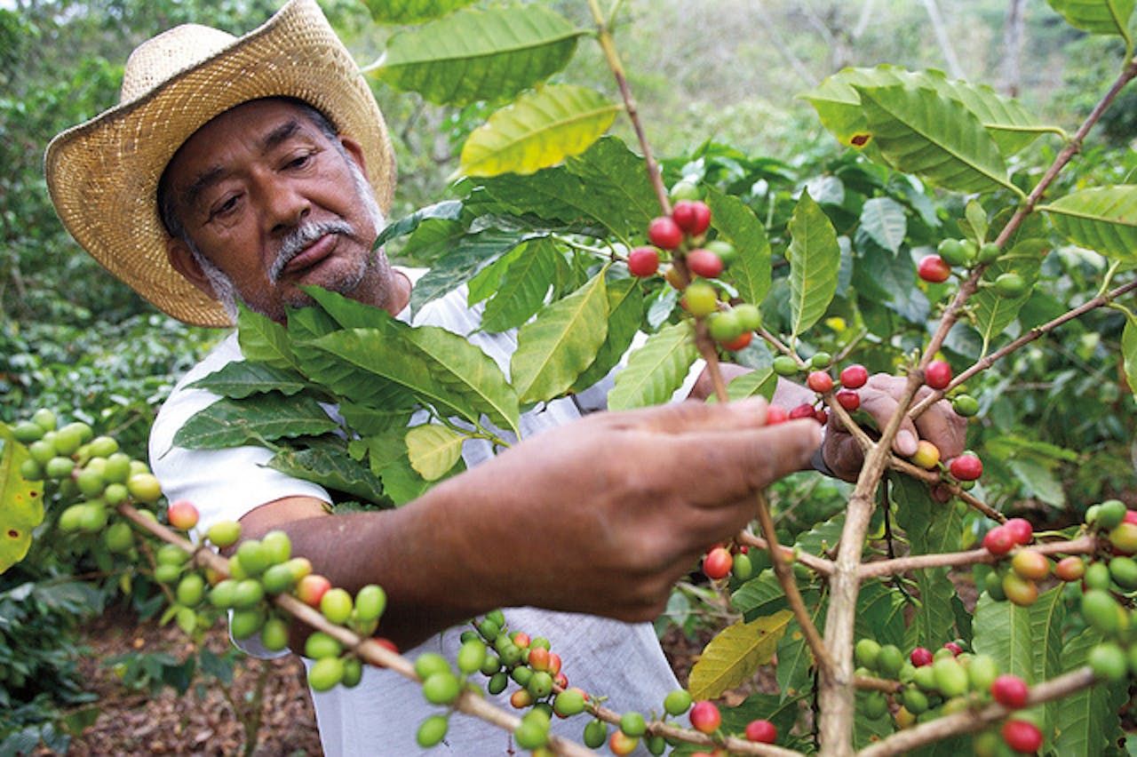 coffee farmer lowers carbon footprint