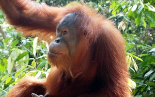 tapanuli orangutan3