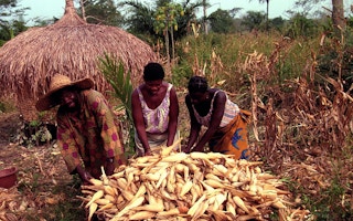 farmers harvest maize in africa
