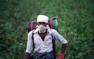 Pakistani cotton farmer