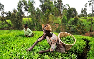 Tea pickers in Kenya's Mount Kenya region.