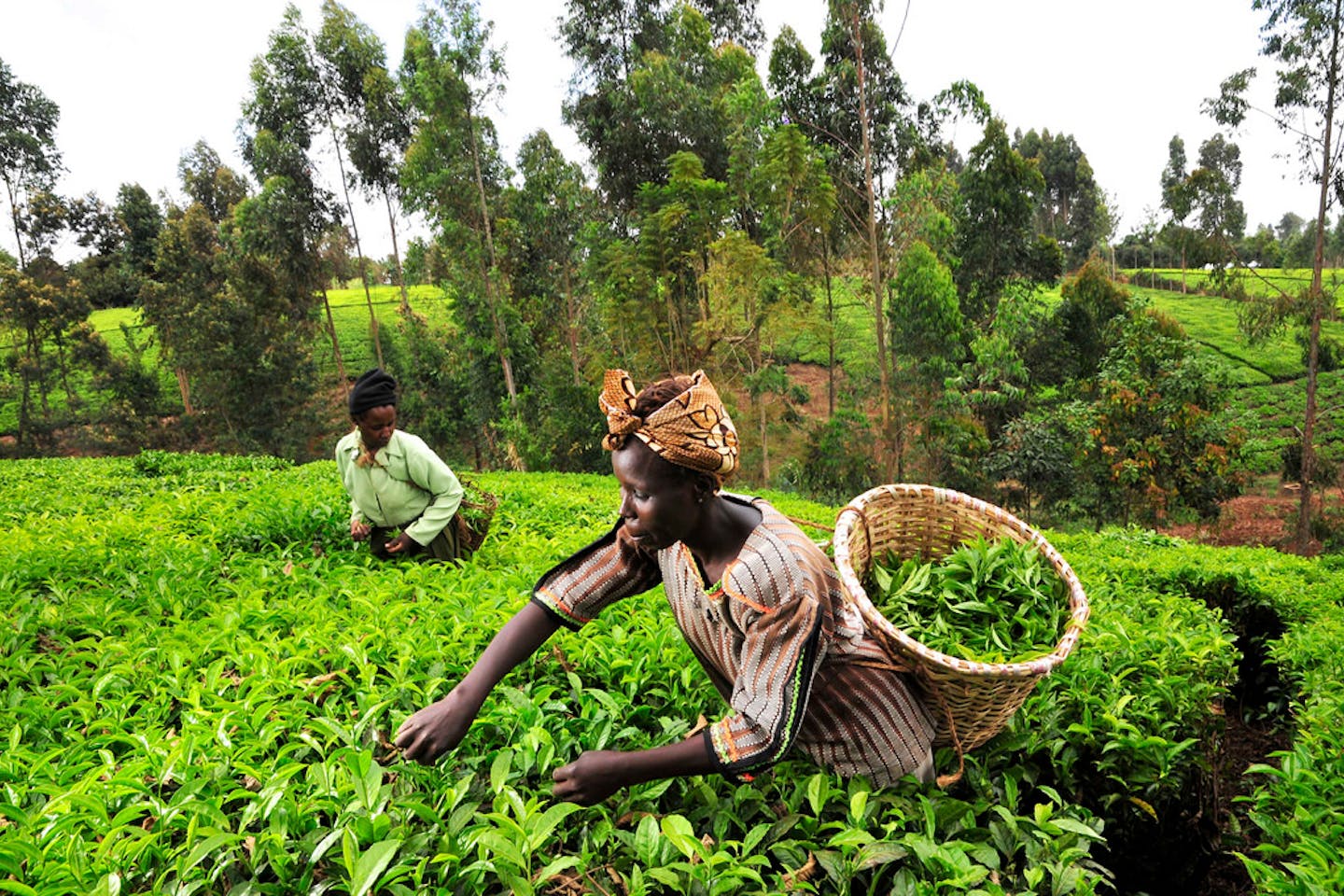 Tea pickers in Kenya's Mount Kenya region.
