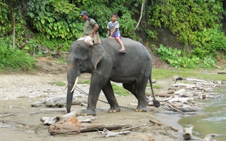 elephant riding in indonesia
