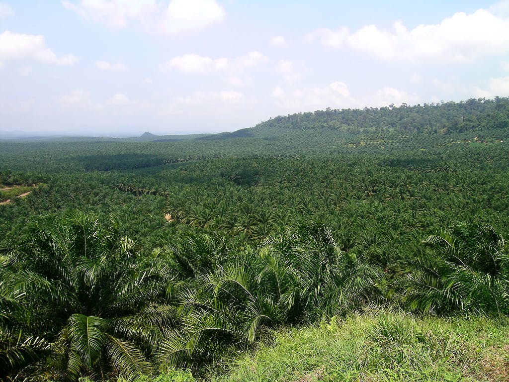 palm plantation sabah