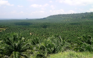 large scale oil palm plantation in sabah