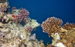 great barrier reef3