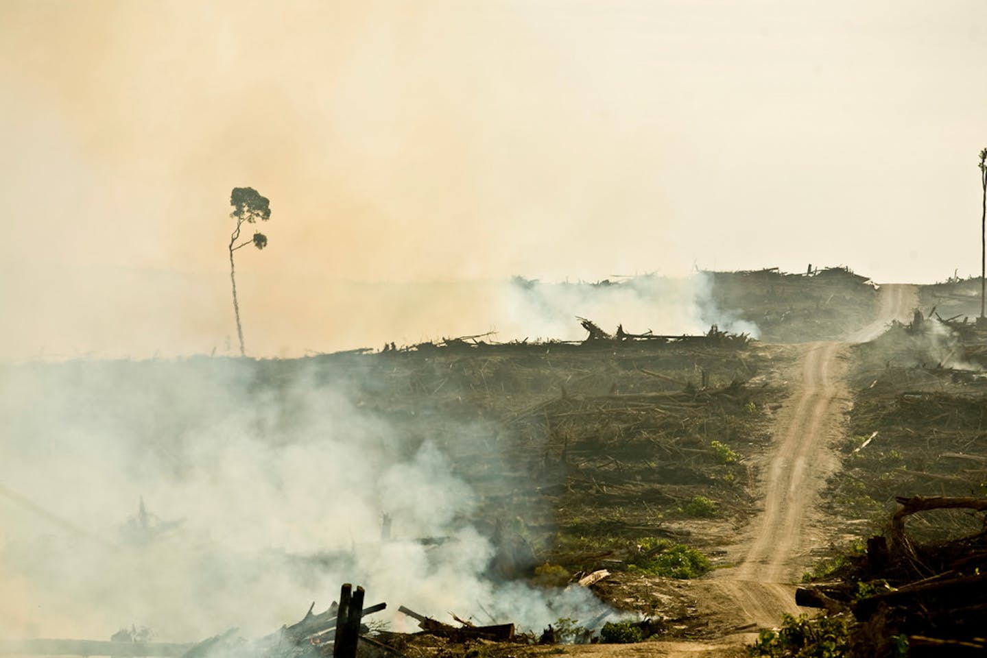 Mapping a more sustainable palm oil future in Indonesia - CIFOR