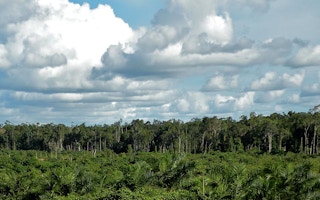 cifor papua oil palm
