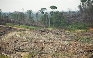 deforestation indonesia rainforest action network