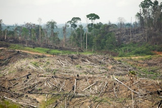 deforestation indonesia rainforest action network