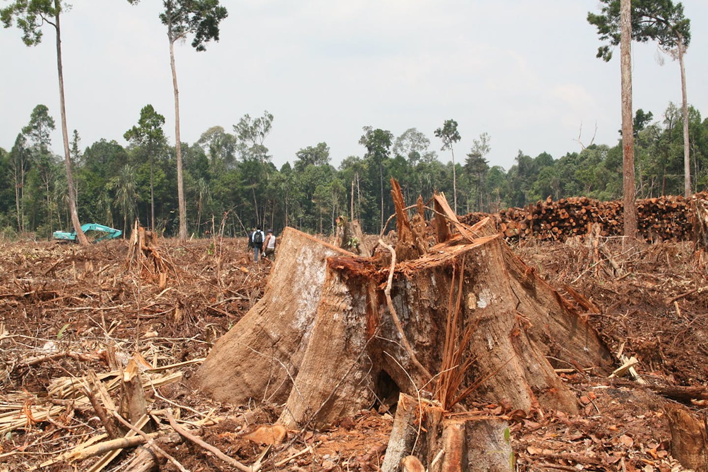 deforestation rainforest indonesia