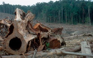 A felled tree in Indonesia. 