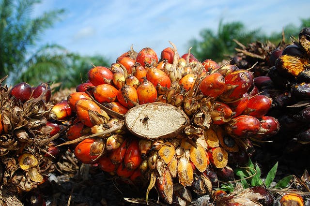 Consumer Pressure To Ditch Deforestation Begins To Reach Indonesia’s ...