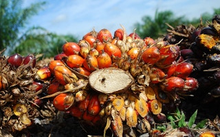 oil palm fruits from jambi indonesia