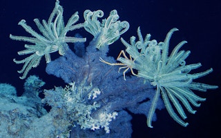 deep ocean corals