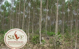 paper plantations indonesia