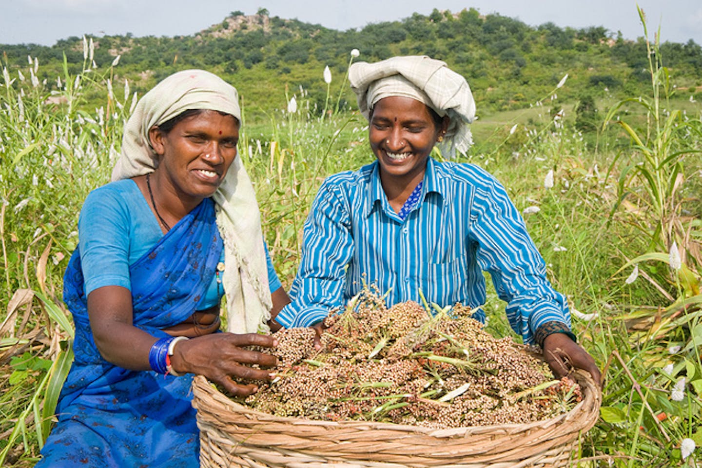 sorghum harvest