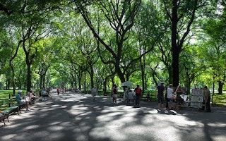 Avenue of Trees