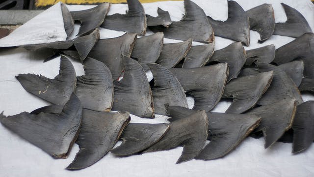 Shark fins in Hong Kong
