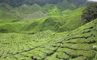cameron highlands tea plantations