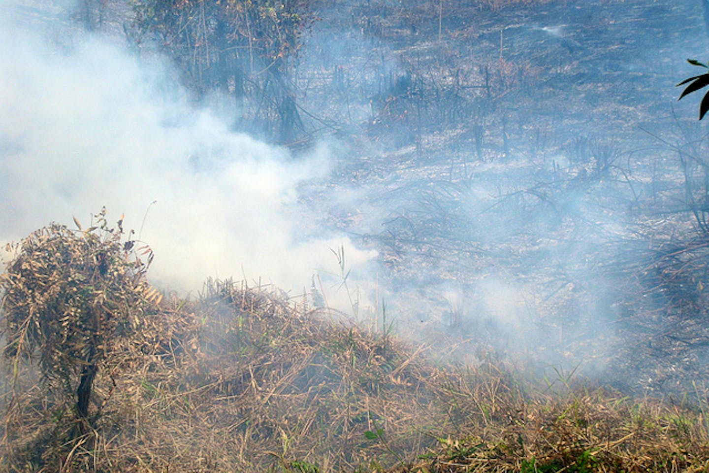 forest fires in Palangkaraya Indonesia